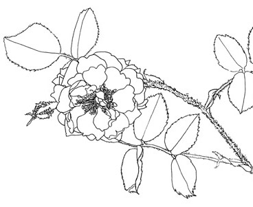 Rosa centifolia 'Muscosa' ©julyleesberg