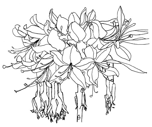 Pontische azalea©julyleesberg