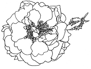 Rosa centifolia 'Muscosa' ©julyleesberg