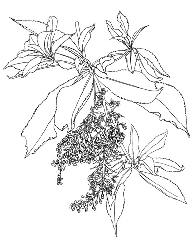 Clethra barbinervis, Japanse clethra ©julyleesberg