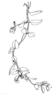 Kamperfoelie,Lonicera periclymenum©julyleesberg